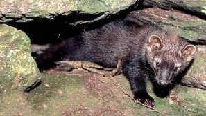 Куница-рыболов, или илька | Svet zvierat a rastlín